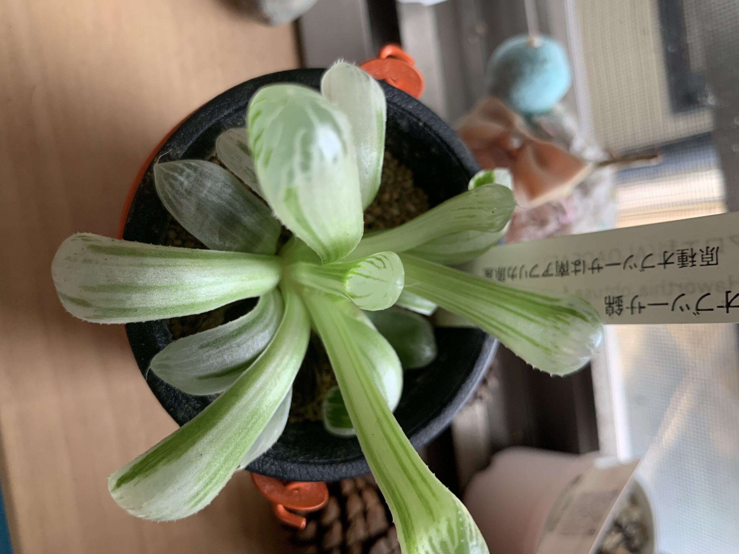 オブツーサ錦の徒長の様子