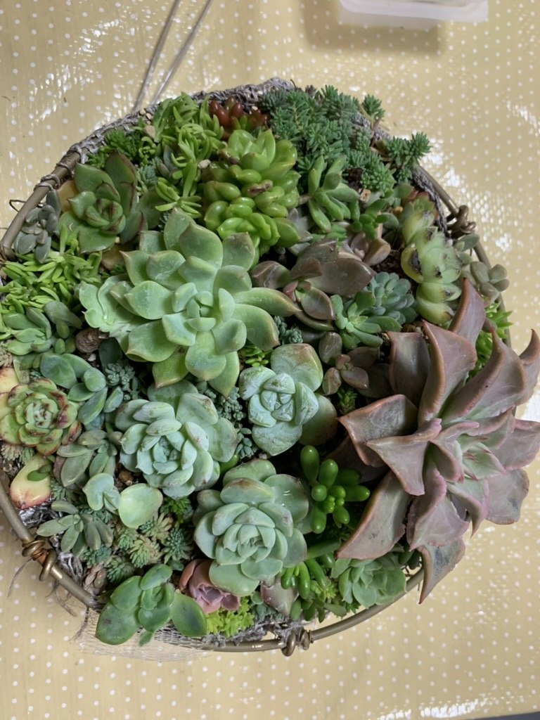 ワイヤーバスケットに仕立てた多肉の寄せ植え