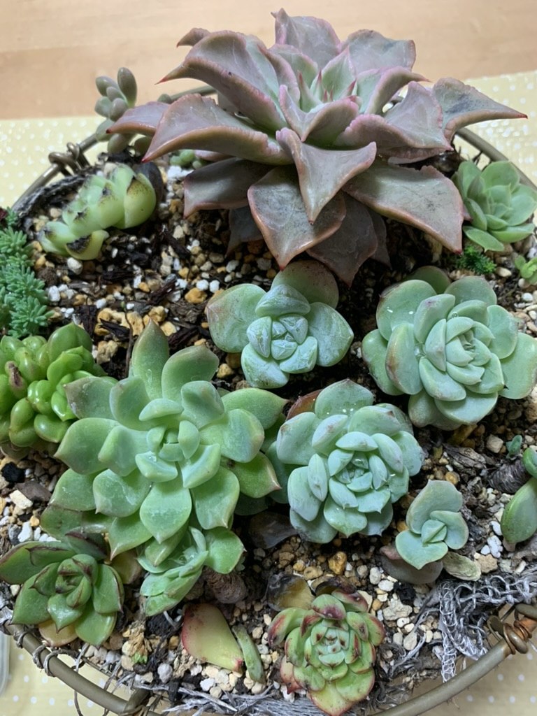 ワイヤーバスケットに多肉を植え付けている途中