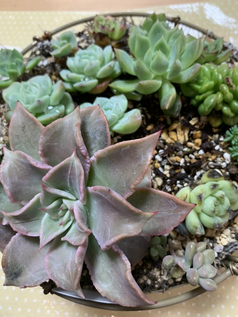 寄せ植えの隙間に細かいセダムを詰めている様子