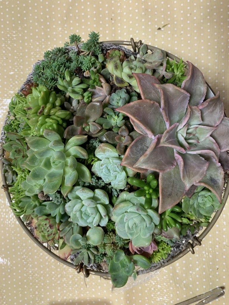 セダムでリカバリーした寄せ植えの完成