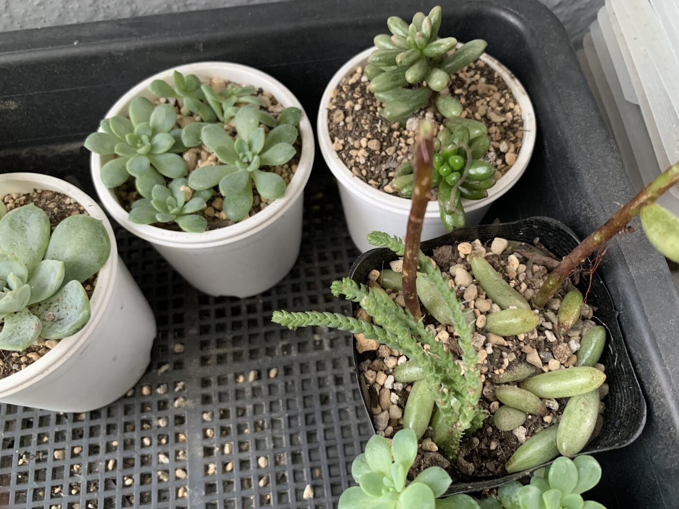植え付けたつぶつぶ苗