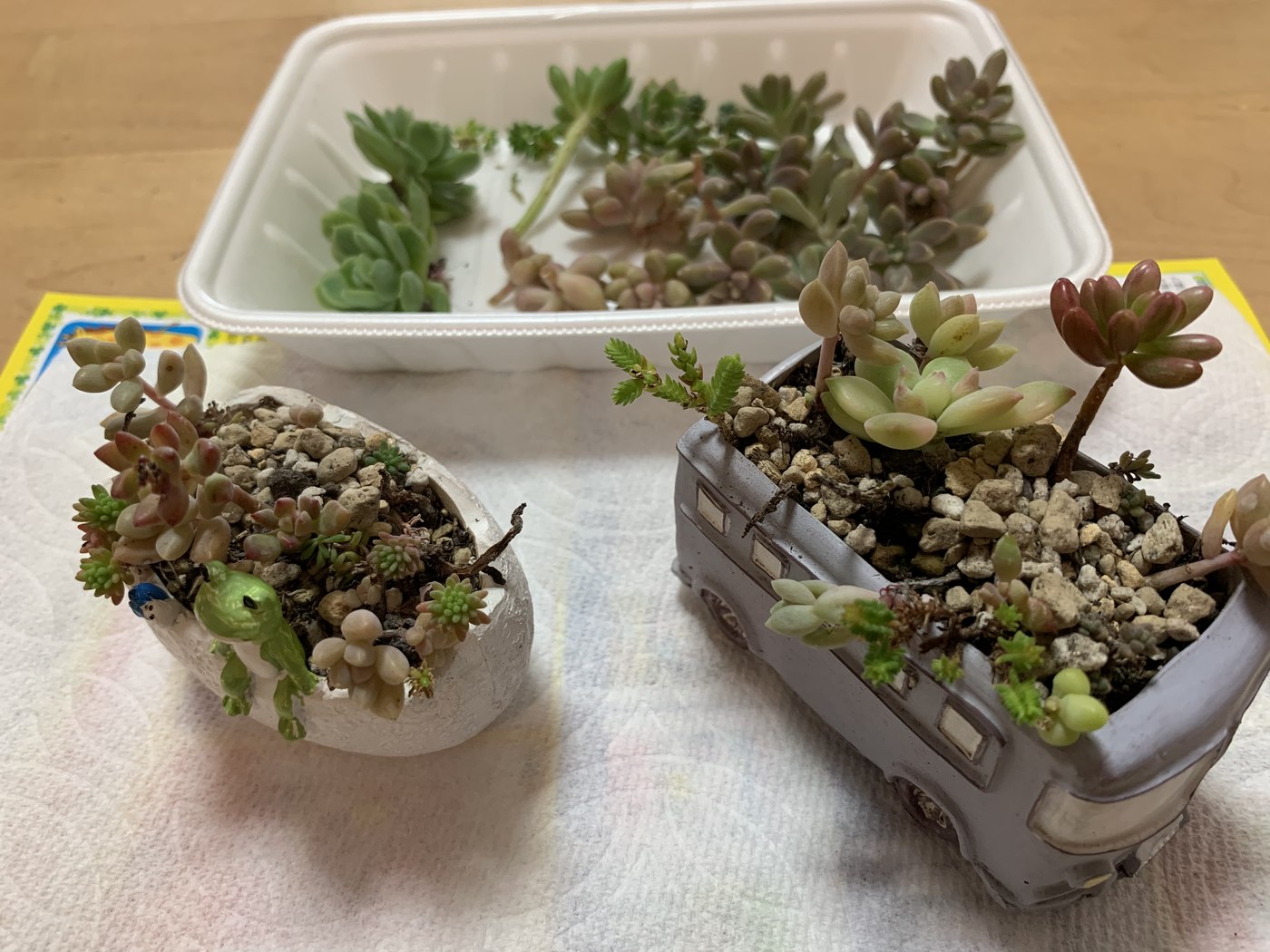 2つのつぶつぶ寄せ植えと、収穫してきた多肉