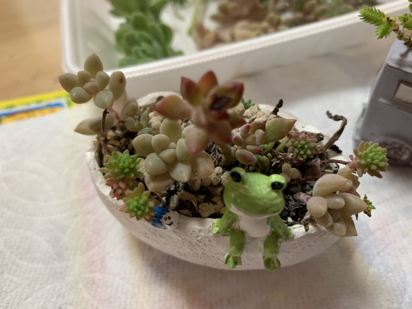 カエルの鉢の寄せ植え（作業前）