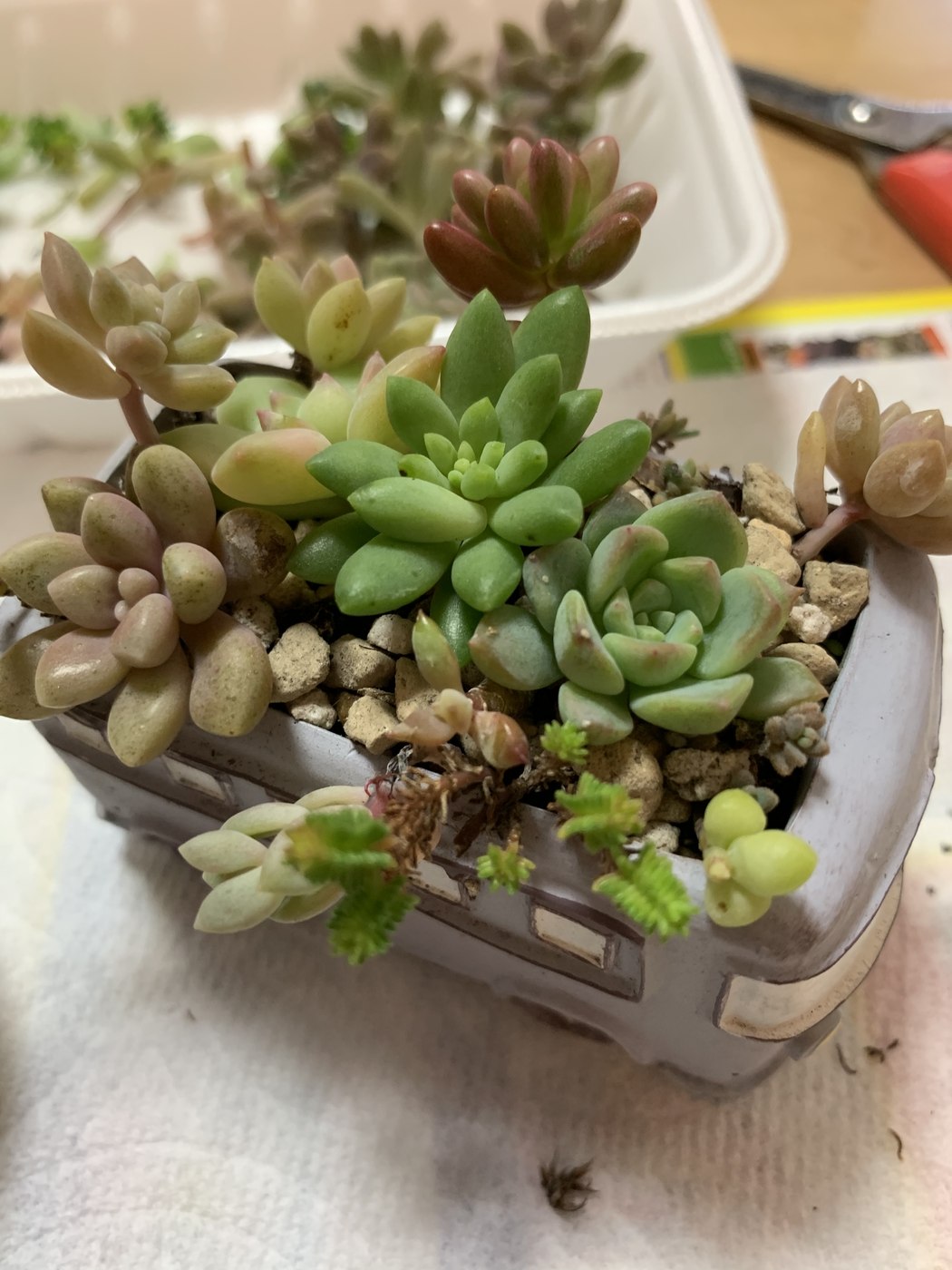 車の鉢の寄せ植え（作業後）