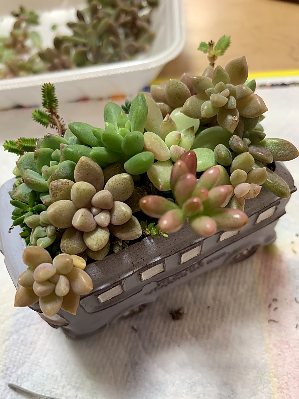 車の鉢の寄せ植えを別の角度から